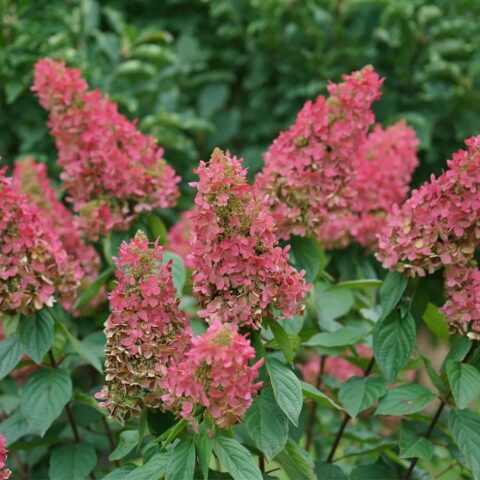 Hydrangea paniculata "Pinky Winky"