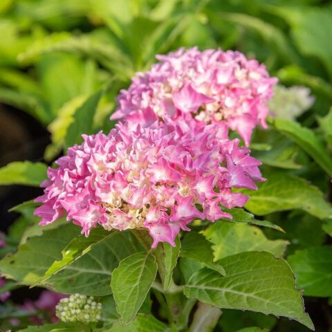 Hydrangea macrophylla "Tovelit"