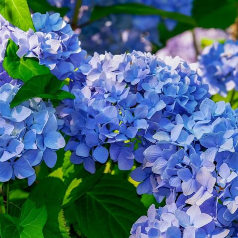 Hydrangea macrophylla "Nikko Blue"