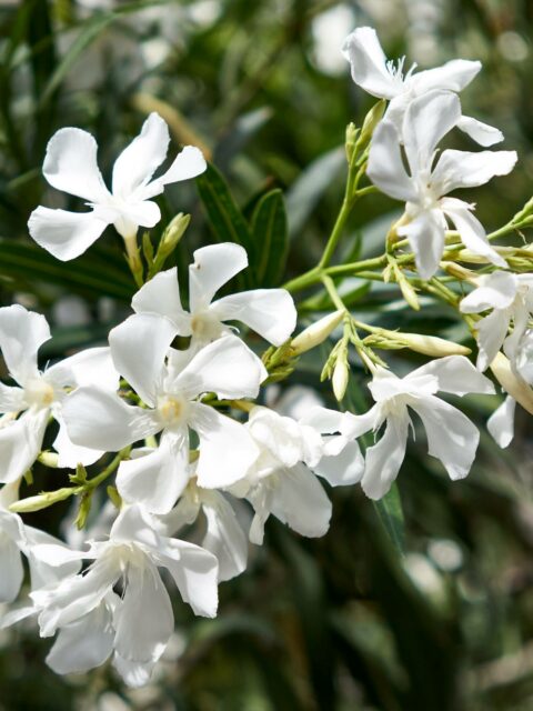 Nerium oleander - v.24 bianco