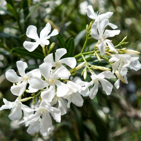 Nerium oleander