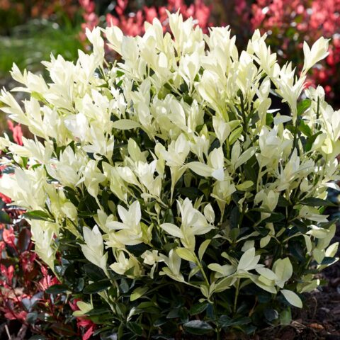 Euonymus japonicus "Himalaya"