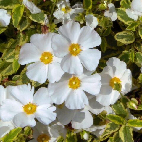 Cistus x corbariensis "Little Miss Sunshine"