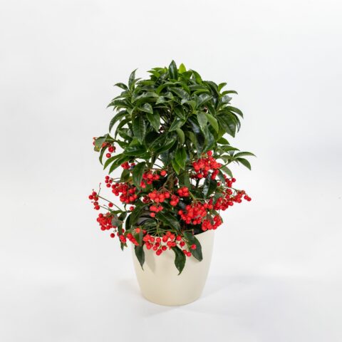 Ardisia crenata "Bospremium Red"