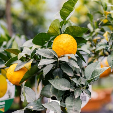 Yuzu