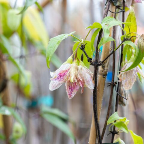Clematis cirrhosa var. balearica