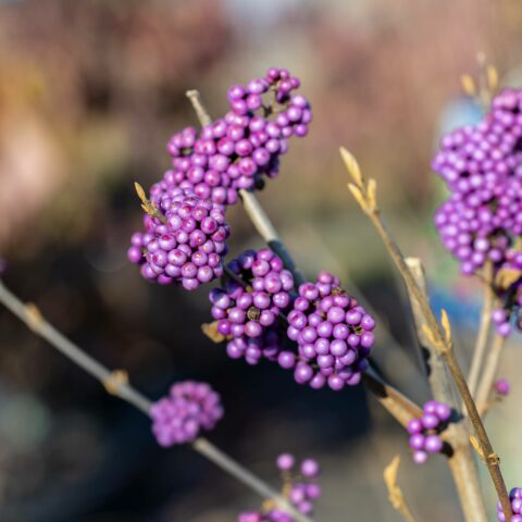 Callicarpa bodinieri "Imperial Pearl"