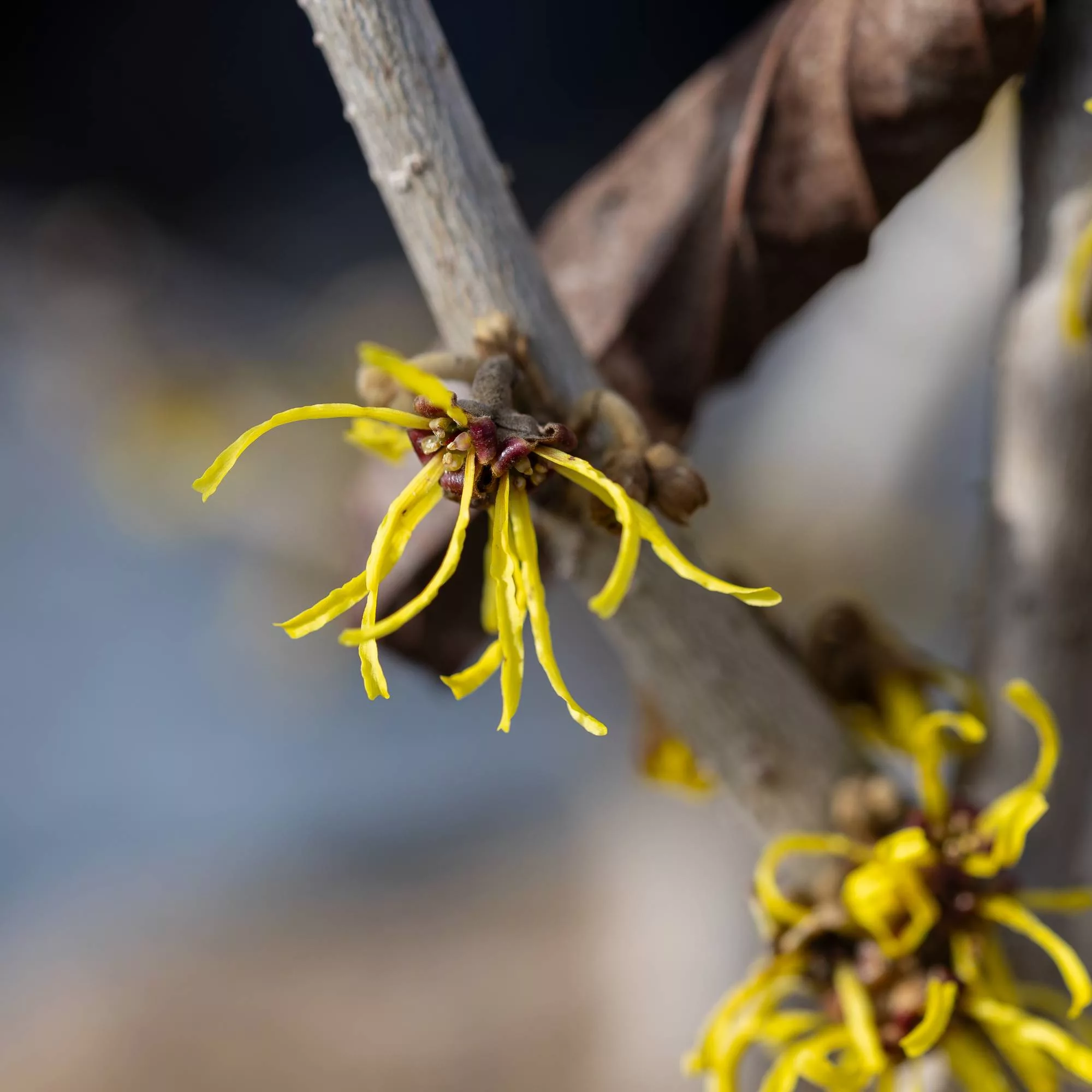 Hamamelis x intermedia "Westerstede"