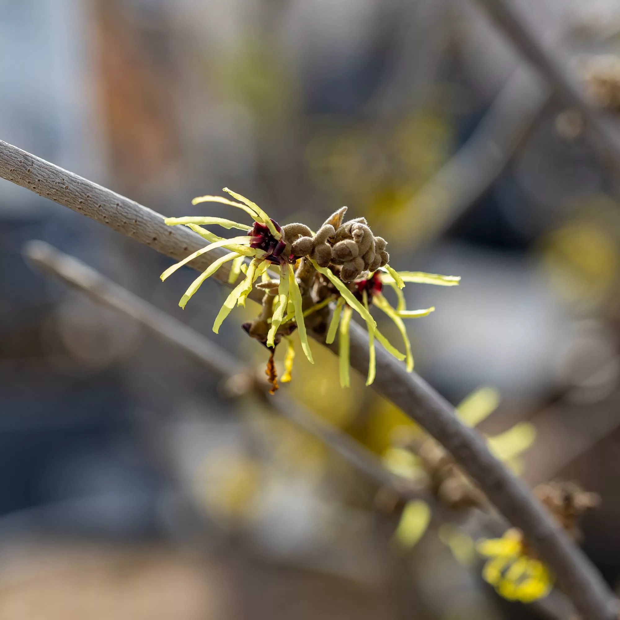 Hamamelis x intermedia "Westerstede"