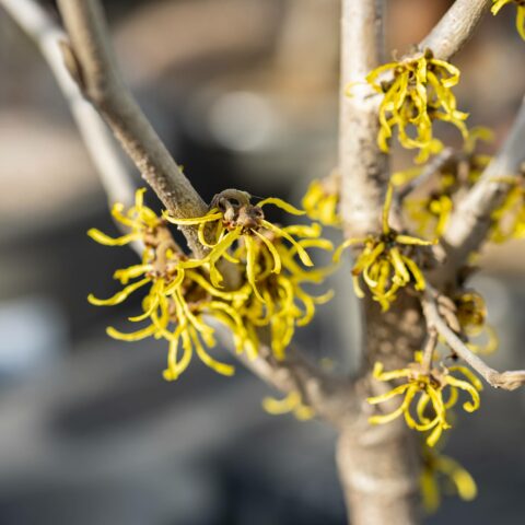 Hamamelis x intermedia "Westerstede"