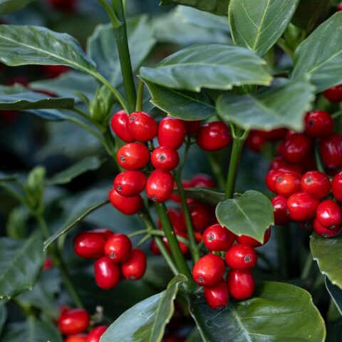 Aucuba japonica "Rozannie"