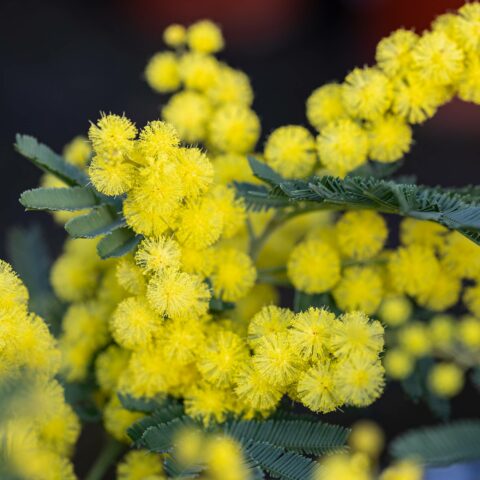 Acacia dealbata