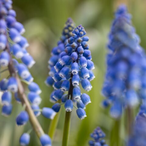 Muscari Armeniacum