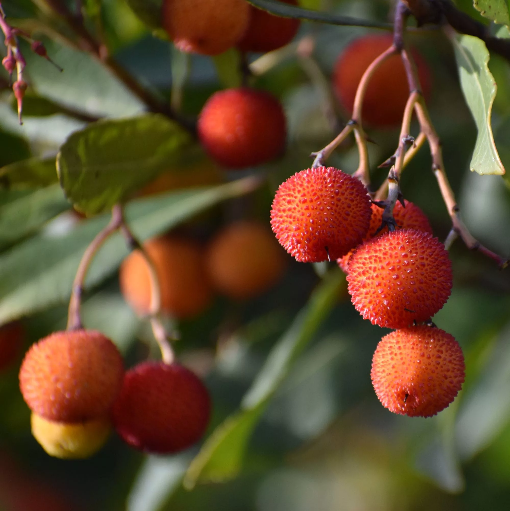 Arbutus unedo