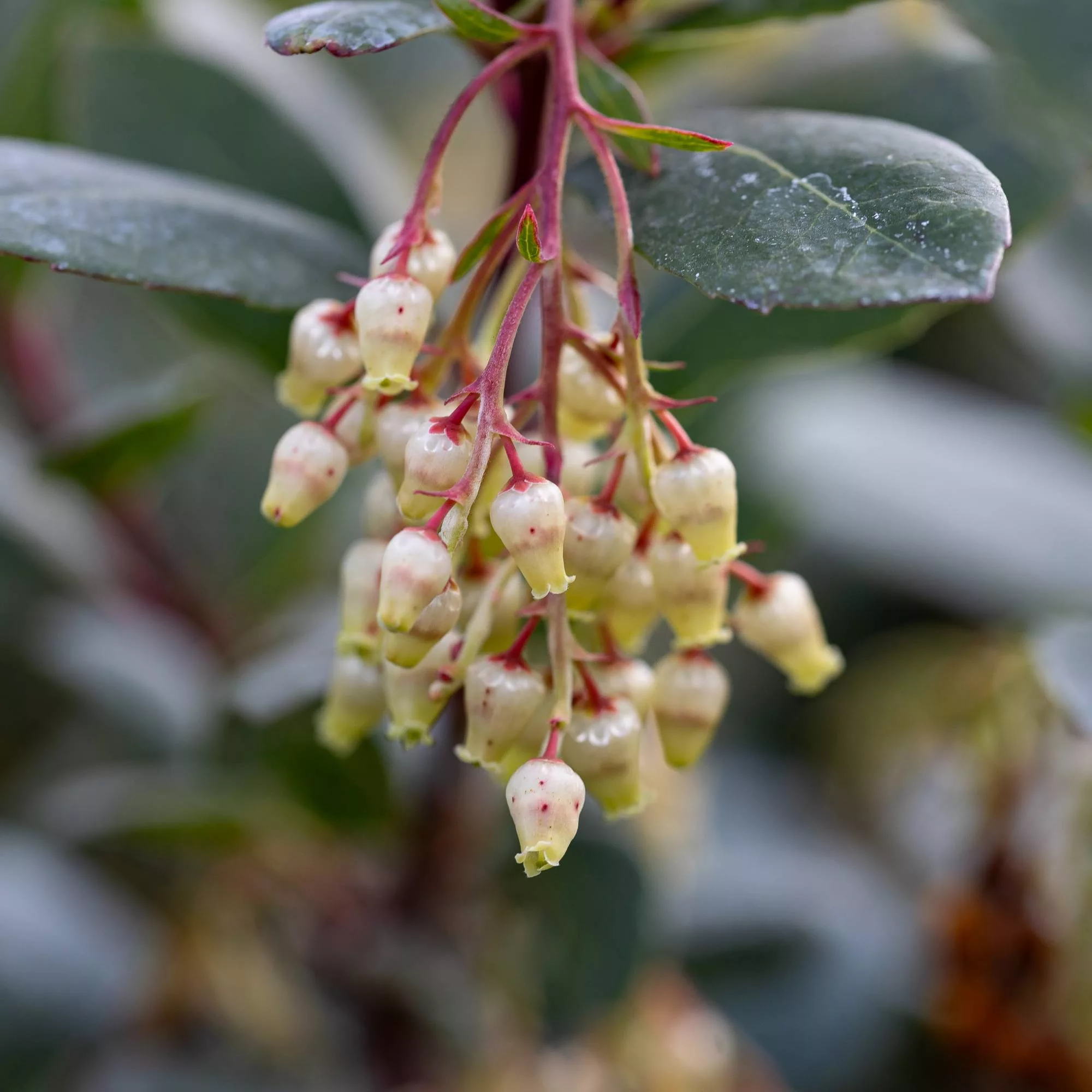 Arbutus unedo