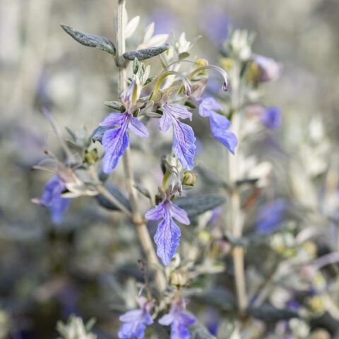 Teucrium fruticans "Azureum"