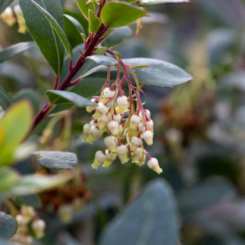Arbutus unedo