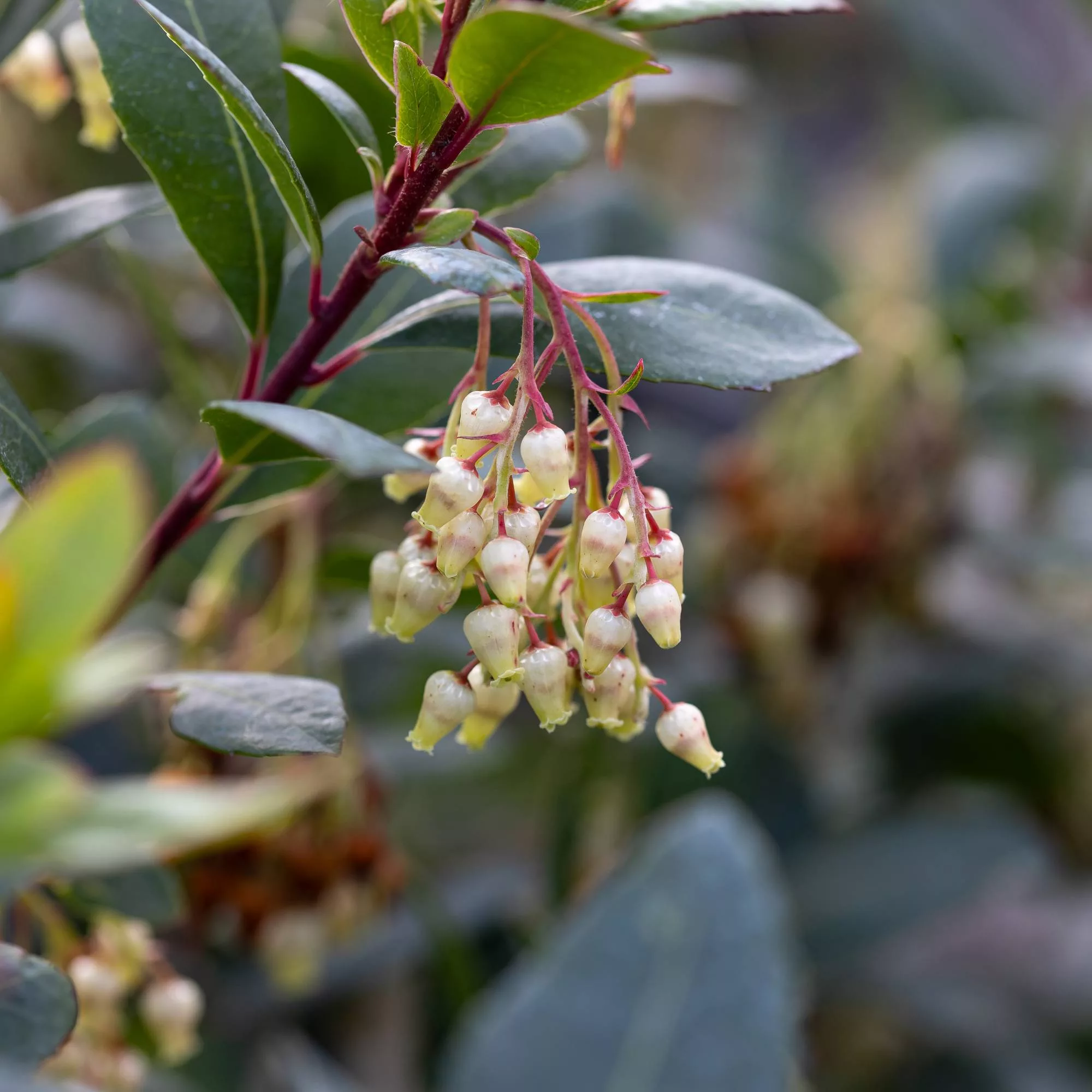 Arbutus unedo