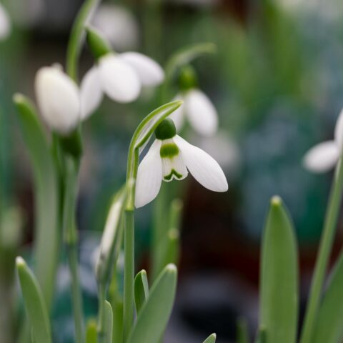 Galanthus nivalis