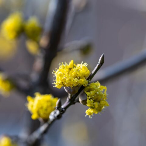 Cornus mas