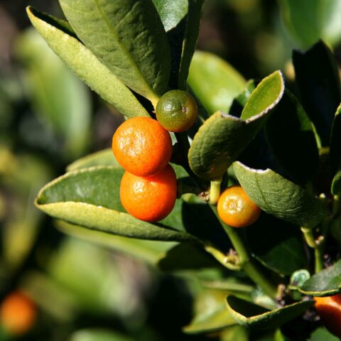Kumquat hindsii