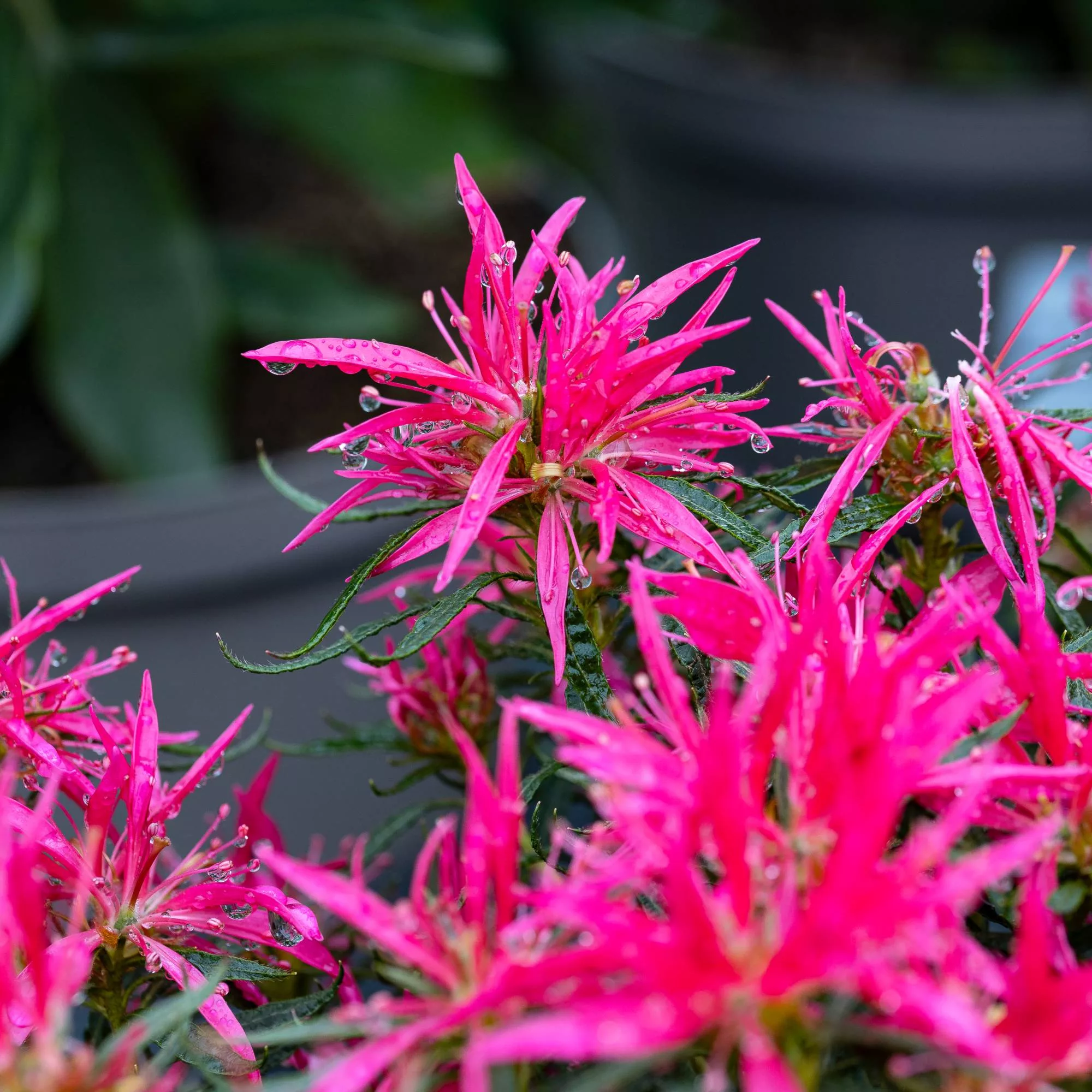 Azalea mollis "Starstyle Pink"