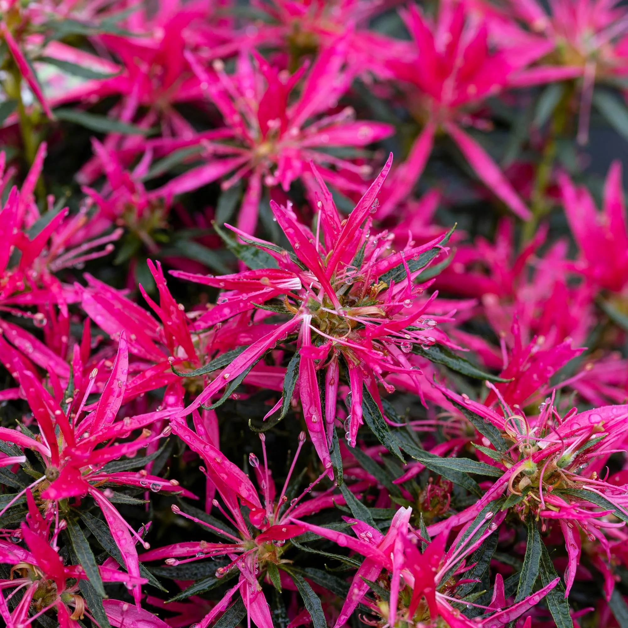 Azalea mollis "Starstyle Pink"