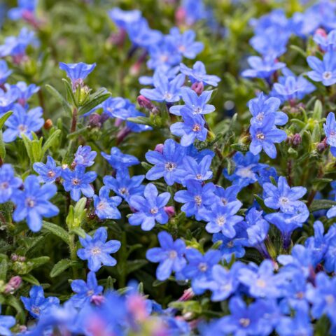 Lithodora diffusa "Heavenly Blue"