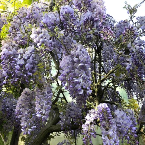 Wisteria sinensis "Prolific"