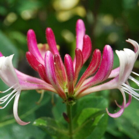 Lonicera japonica "Red World"