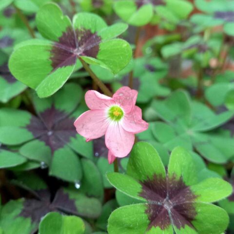 Oxalis tetraphylla "Iron Cross"