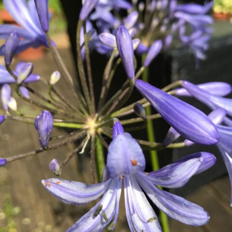 Agapanthus "L'Amour d't Bleu"