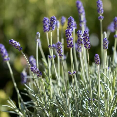 Lavandula angustifolia "Felice"