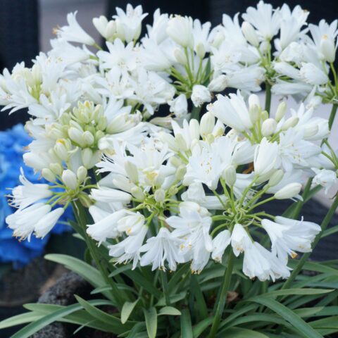 Agapanthus "Double Diamond"