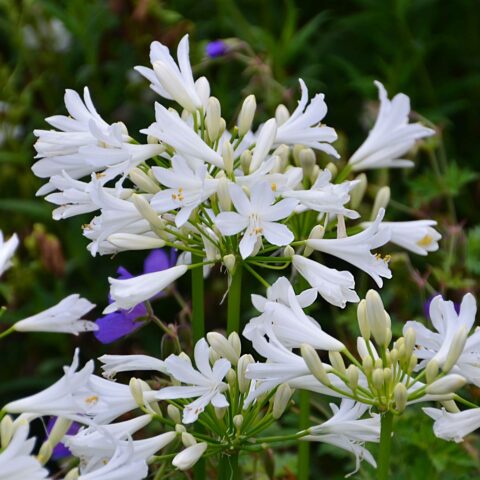 Agapanthus "L'Amour d't Blanc"
