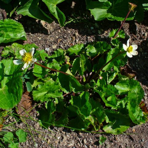 Caltha palustris var. alba