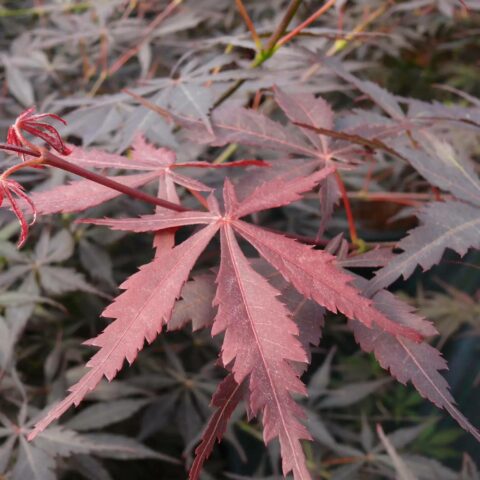 Acer palmatum "Sumi-nagashi"