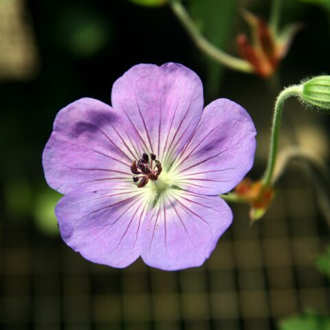 Geranium "Rozanne"