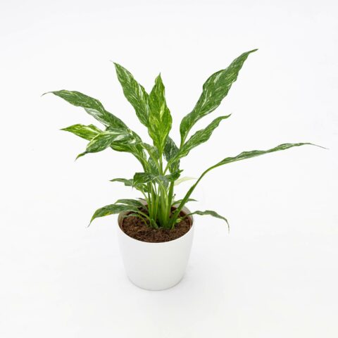 Spathiphyllum "Diamond Variegata"