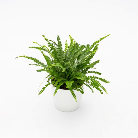 Nephrolepis cordifolia "Duffii"