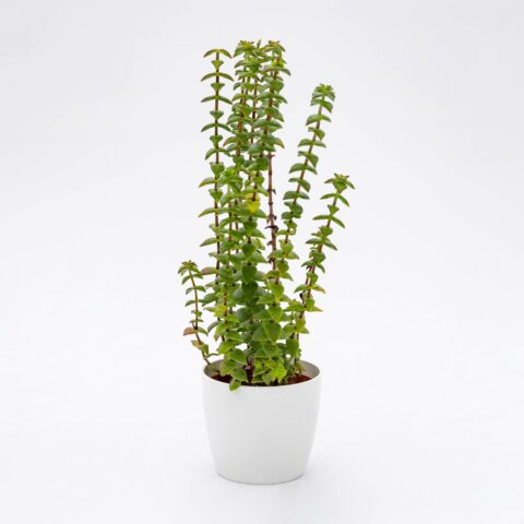 Crassula perforata