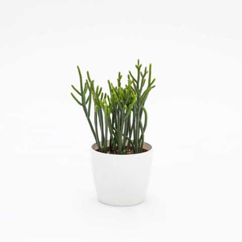 Crassula muscosa "Harmony in Green"