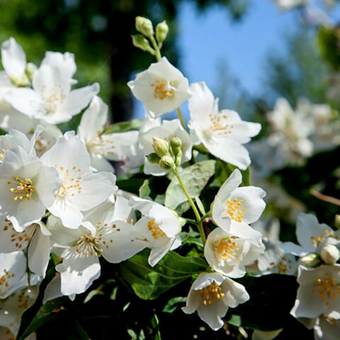 Philadelphus "Mont Blanc"
