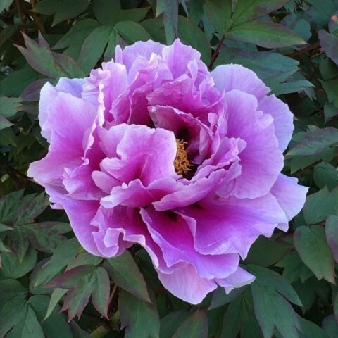 Paeonia "Kamata-Nishiki Lavender"