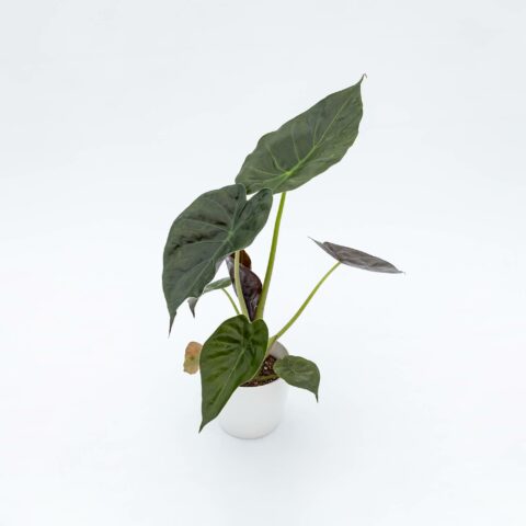 Alocasia wentii