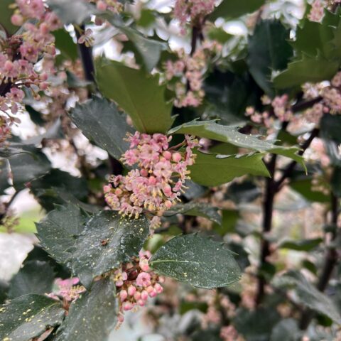 Ilex x meserveae "Blue Prince"