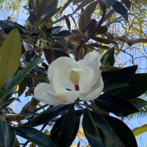Magnolia grandiflora "Little Gem"