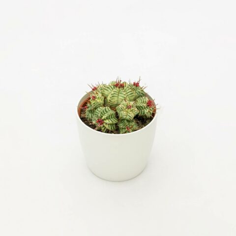 Euphorbia meloformis f. variegata
