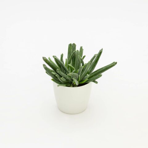 Cotyledon "Elephant's Trunk"