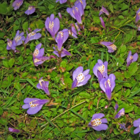 Mazus reptans